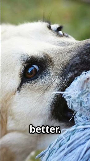 How To Stop Your Dog's Zoomies (FAST)