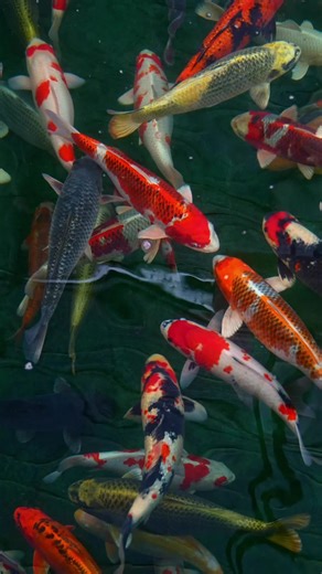 Living Art of Koi Fish in Japanese Ponds