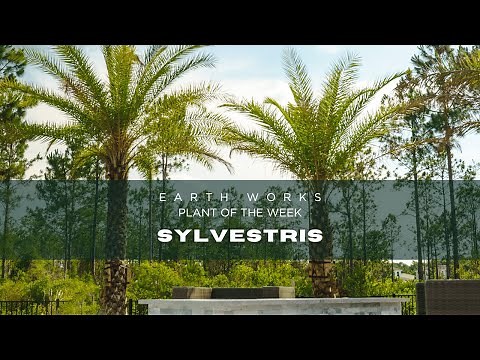 Explore the Beauty of Sylvester Palms Jacksonville Florda