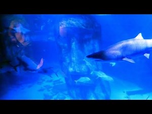 SEA LIFE London Aquarium - FULL TOUR