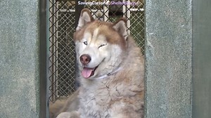 74 reactions · 65 shares | RESCUED  A5497315 ✰ LLAMA -9/26/22-...