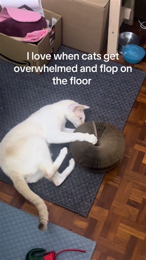 Funny Siamese Cat Moments with Merlin and Monty