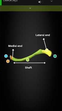 Clavicle |Anatomy |3d Animation