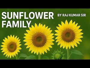 Sunflower Family (Composite) | Asteraceae Characteristics & Anatomy Explained । #anatomy #science