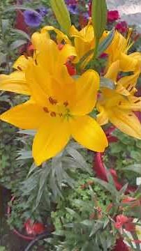 Asiaticlily#liliums#liliums#oriental# lily