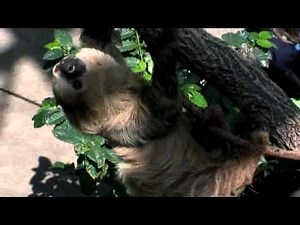 Moe the Two-Toed Sloth - Cincinnati Zoo