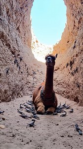 Baby Llama Saves Its Mother From a Pit of Scorpions! | Wild Life Lessons