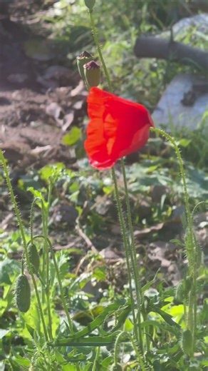 From Flower to Honey: Bee’s Hard Work #nature #honeybee #worldhoneybeeday #honeybeeday