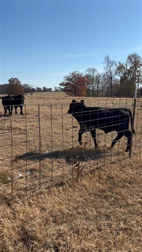 Brenon is happy to have some ladies | County Line Farm