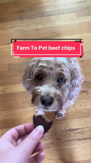 Want to enjoy these treats like Leo did? Grab some Farm To Pet beef chips today!! Leo loves them🥰🐶 #doglife #doglover #dogsoftiktok #dogtreats #petsoftiktok