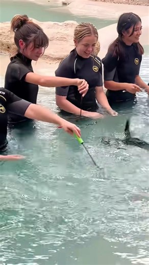 🐧 Swim with penguins at Tanganyika Wildlife Park in Goddard, KS! 🏊‍♀️ Create unforgettable family memories with this unique wildlife experience. Book your adventure today! https://twpark.com/animal-experiences/swim-with-the-penguins/ | Tanganyika Wildlife Park