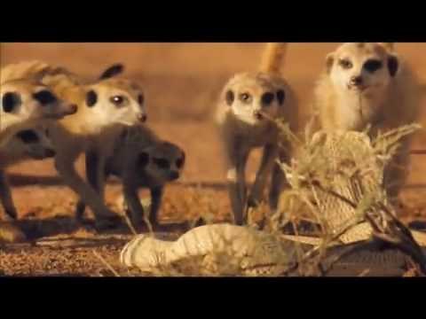 The Meerkats Trailer