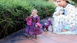 Jessi-Paqui So Beautiful With New Outfit Like Little Model Enjoy In Garden. | Monkey Jessi