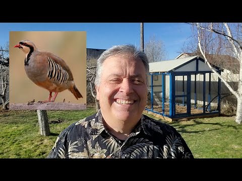How To Raise Chukar Partridges