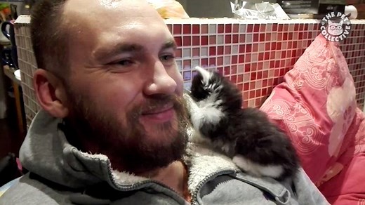 305K views · 11K reactions | The cutest kittens around | The Pet Collective | Facebook