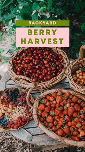 CONNIE CAO 🌻 urban permaculture gardening, Melbourne Australia on Instagram: "Currently picking from my berry patch: boysenberries, silvanberries, lawtonberries, loganberries, white currants, red currants, pineberries, golden raspberries, red raspberries, blueberries, red cherries, white cherries and strawberries!! 🥰 Everything (except for my red cherry ‘Stella’ and some strawberries) are grown in pots! #berrypatch #backyardfruit #backyardberries #urbanpermaculture #gardeningaustraliamag #abcm