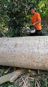 Cutting big log and don't get pinched even without wedge. #cutting #chainsaw #logging | Yulianto