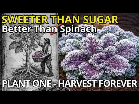 Better Than Spinach. Plant Once, Grows For 20 Years, Even In Winter.... (Don't Buy Seeds)