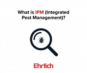 Think a clean home means no pests? Think again. Rodents, ants, and cockroaches can sneak in where you least expect them. IPM keeps your home protected with prevention, monitoring, and smart treatments—no constant chemicals needed. More about IPM: https://spklr.io/6180BI0eY | Ehrlich Pest Control