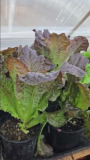 Growing Fresh Lettuce in Winter Zone 6 #gardening #greenhouse