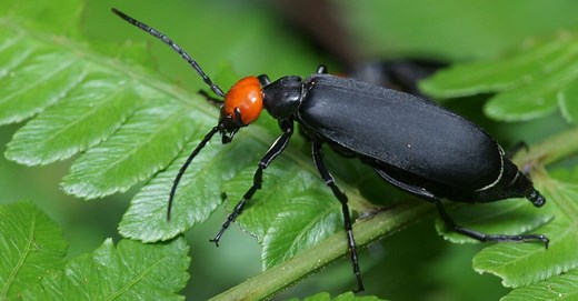 Blister Beetle