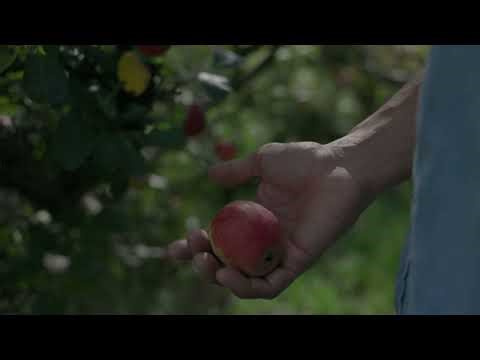 Copey de Dota Costa Rica Farm for Sale | 4 Hectare Apple & Avocado Property