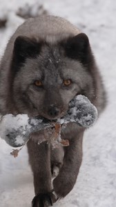 Quel type de visiteur êtes-vous en hiver? Regardez la vidéo pour le savoir! 🐾 | Aquarium du Québec