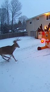57K views · 241 reactions | deer vs inflatable | Evan Era | Facebook