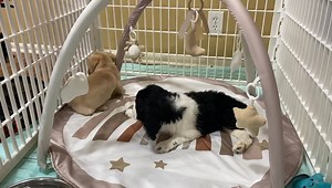 34K views · 3.2K reactions | Grasshopper & Cricket got a new...