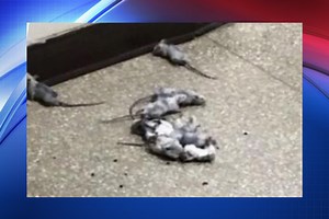 Mice trampled at Queensbury High School