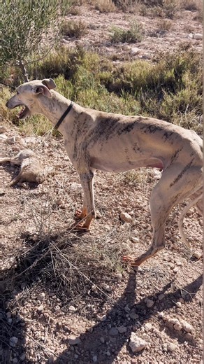 Weak Greyhound – Can You Help This Dog? 🐕💔This Greyhound #dogs #greyhoundrescue #greyhoundadoption