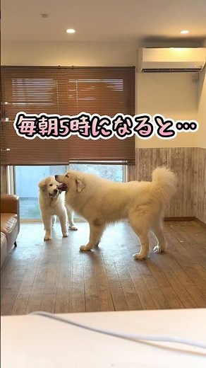 超大型犬グレートピレニーズによる毎朝5時の儀式🐻‍❄️🐻‍❄️✨ #大型犬