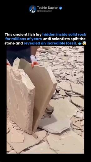 This Ancient Fish Was Trapped Inside Stone for Millions of Years 🐟🪨🤯