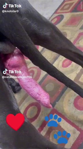 ♥️🐾♥️🐾