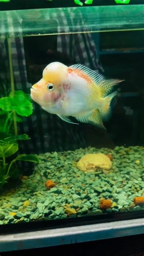 flower horn fish GB #update #aquarium #shorts