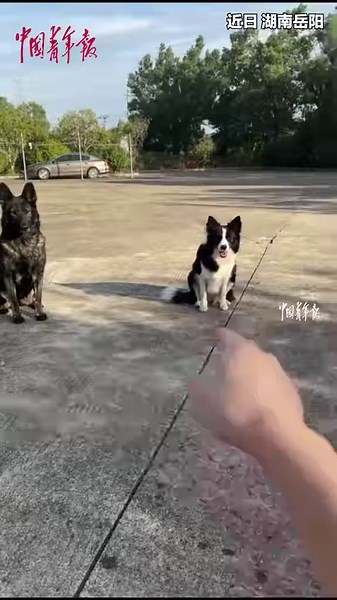 120K views · 4.2K reactions | A man directs his Border Collie using commands and gestures. According to its owner, the Border Collie can understand up to 2,000 words!朗 | China News 中国新闻网 | Facebook