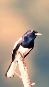 19K views · 591 reactions | Melody of magpie robin #reels #bird #nature #sounds #singing | Okicau | Facebook