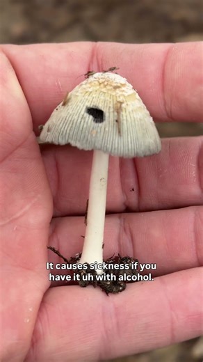 Quickies in the Field — Inky Cap Mushrooms!