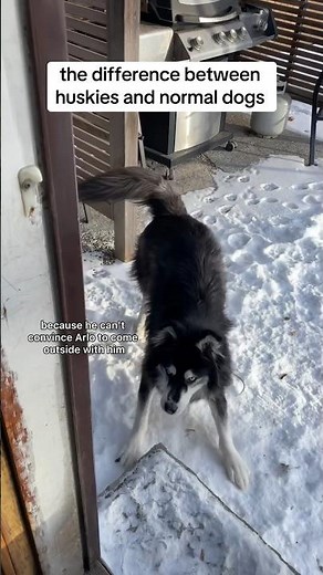 The difference between huskies and normal dogs 😂 #husky #dogvideo #huskytantrum