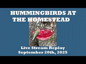 Hummingbirds at the Homestead - Ruby-throated Hummingbird Feeder Cam Stream 09/20/2025