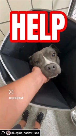 Bruce NEEDS YOU! 💔