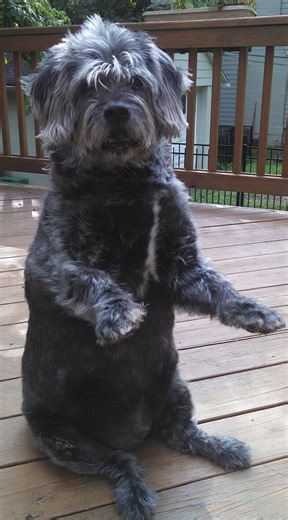The adorable Glen of Imaal Terrier sits just like a human