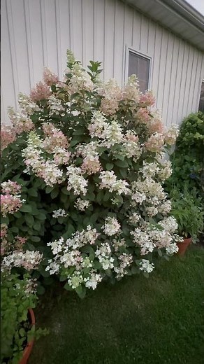 You Will Want This One! Little Quick Fire®️Panicle Hydrangea 🔥