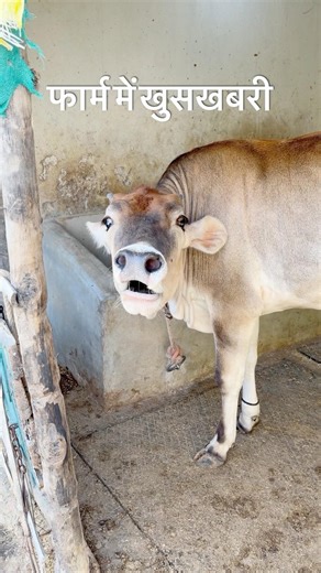 फार्म में आखिर क्या खुसखबरी 😍🐄#cow #farm #shorts #rajvillefarm #farming #desi #jersey #dairy #tips