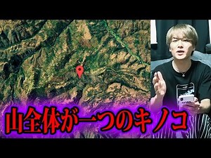 世界一大きいキノコ！！