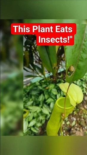 Insect-Eating Plants