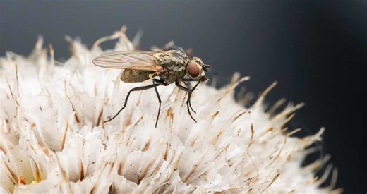 Behind the scenes in the Fly Lab - Oxford Sparks