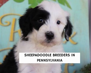 5 Best Sheepadoodle Breeders in Pennsylvania! - We Love Doodles