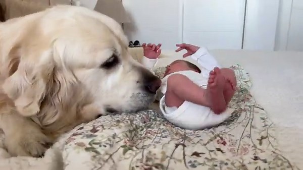 Golden Retriever Babysits Newborn Baby