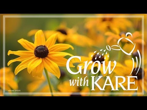 Grow with KARE: How to divide perennials in fall